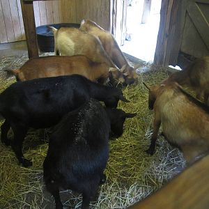Jul. 2012-Nigerian Dwarf Goats