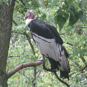 Jul. 2012-Andean Condors