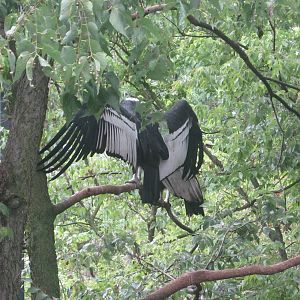 Jul. 2012-Andean Condors