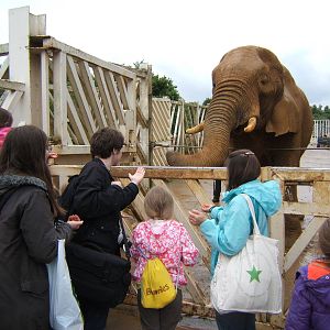 Zoochatters feeding Flephants