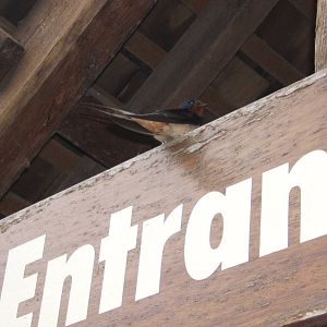Barn Swallow at Chester Zoo