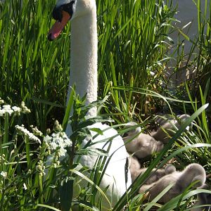 Mute Swans at the Falkirk Wheel