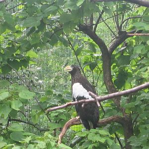 Jul. 2012-Steller's Sea Eagle