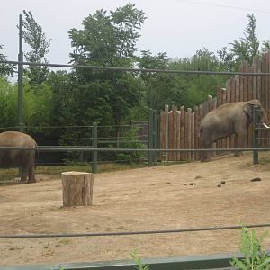 Jul. 2012-Jati and Sabu, the Malaysian Elephants
