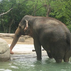 Jul. 2012-Schottzie, the Indian Elephant