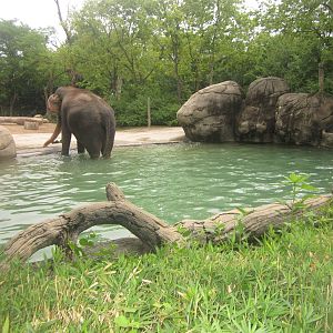 Jul. 2012-60,000 gallon pool in the female Indian Elephant yard
