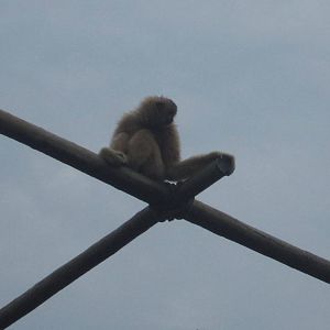 Jul. 2012-Buff-cheeked Gibbon