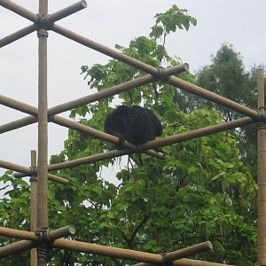 Jul. 2012-Siamangs