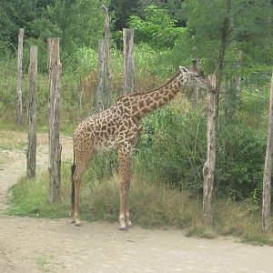 Jul. 2012-Happy 5th Birthday Kimba