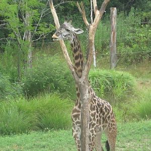 Jul. 2012-Tessa, the Masai Giraffe
