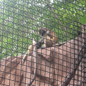 Jul. 2012-Grey's Crowned Guenons