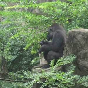 Jul. 2012-M'lizni, a Western Lowland Gorilla