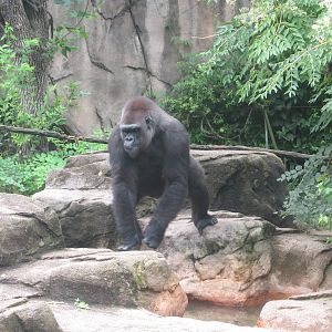 Jul. 2012-M'linzi, a Western Lowland Gorilla