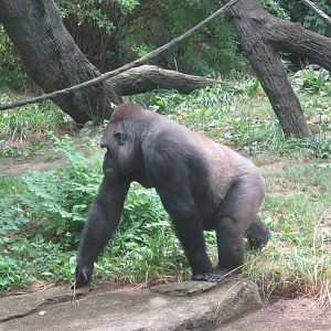 Jul. 2012-M'linzi, a Western Lowland Gorilla