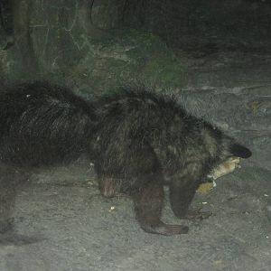 Jul. 2012-Digging Aye-Aye