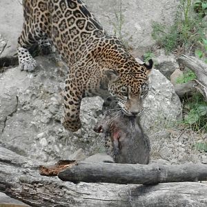 Bella caught herself a groundhog.