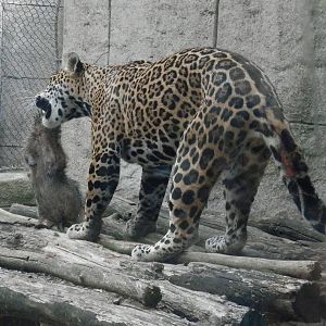 Bella playing with her new groundhog friend