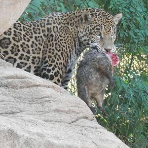 Bella not giving up her new groundhog friend