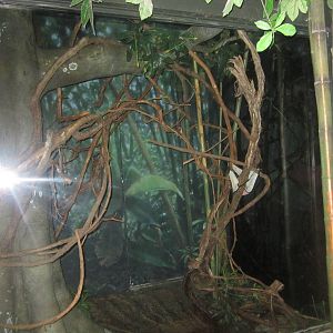 Jul. 2012-Pygmy Slow Loris exhibit