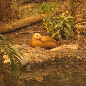 Jul. 2012-Ruddy Shelduck