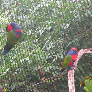 Jul. 2012-Black-capped Lories and Green-naped Lorikeets