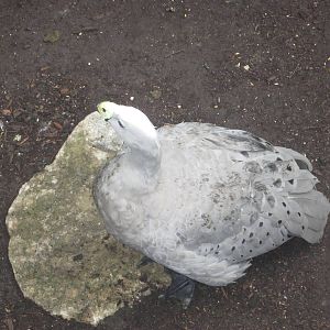 Jul. 2012-Cape-barren Goose
