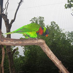 Jul. 2012-Green-naped Lorikeet