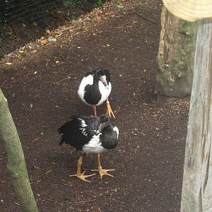 Jul. 2012-Magpie Geese