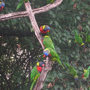 Jul. 2012-Rainbow and Green-naped Lorikeets