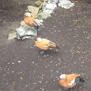 Jul. 2012-Ruddy Shelducks