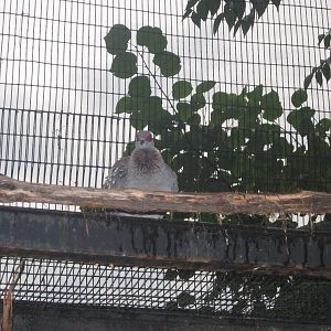 Jul. 2012-Speckled Pigeon