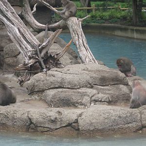 Jul. 2012-Japanese Macaques