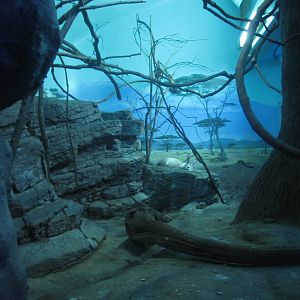 Jul. 2012-Aardvark/Greater Bushbaby/Giant Fruit Bat exhibit