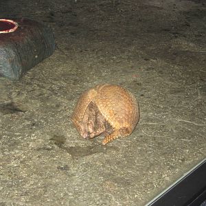 Jul. 2012-Southern Three-banded Armadillo