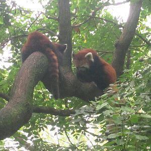 Jul. 2012-Red Pandas