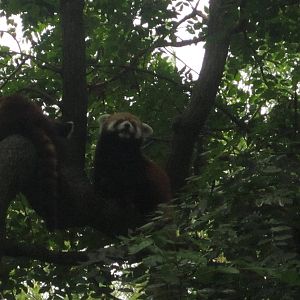 Jul. 2012-Red Pandas