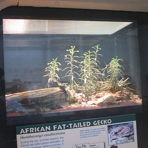Jul. 2012-African Fat-tailed Gecko exhibit