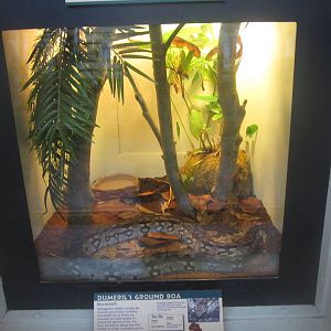 Jul. 2012-Dumeril's Ground Boa exhibit