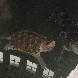 Jul. 2012-Alligator Snapping Turtle and Chinese Alligator