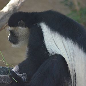 Colobus Monkey
