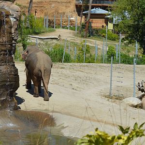Elephants of Asia - Elephants of India