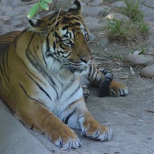 Sumatran Tiger