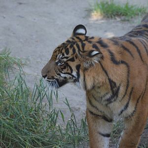Sumatran Tiger