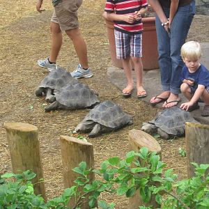 Jul. 2012-Galapagos Tortoises