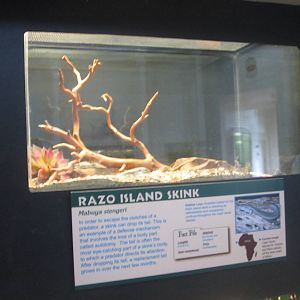 Jul. 2012-Razo Island Skink exhibit