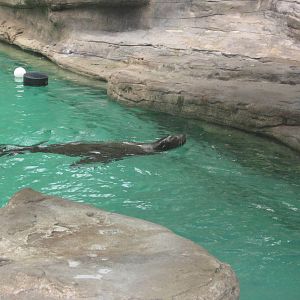 Jul. 2012-Duke, a California Sea Lion