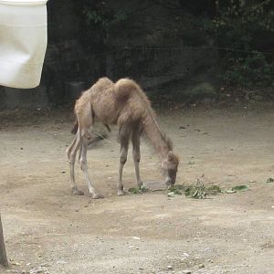 Jul. 2012-Baby Bogart