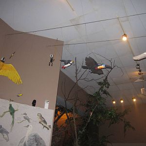 Jul. 2012-Bird Overhangs in Wings of the World