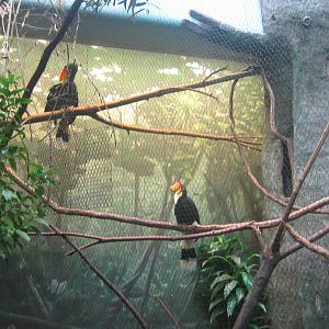 Jul. 2012-Rhinoceros Hornbills