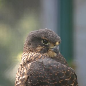 New Zealand Falcon - Wingspan
